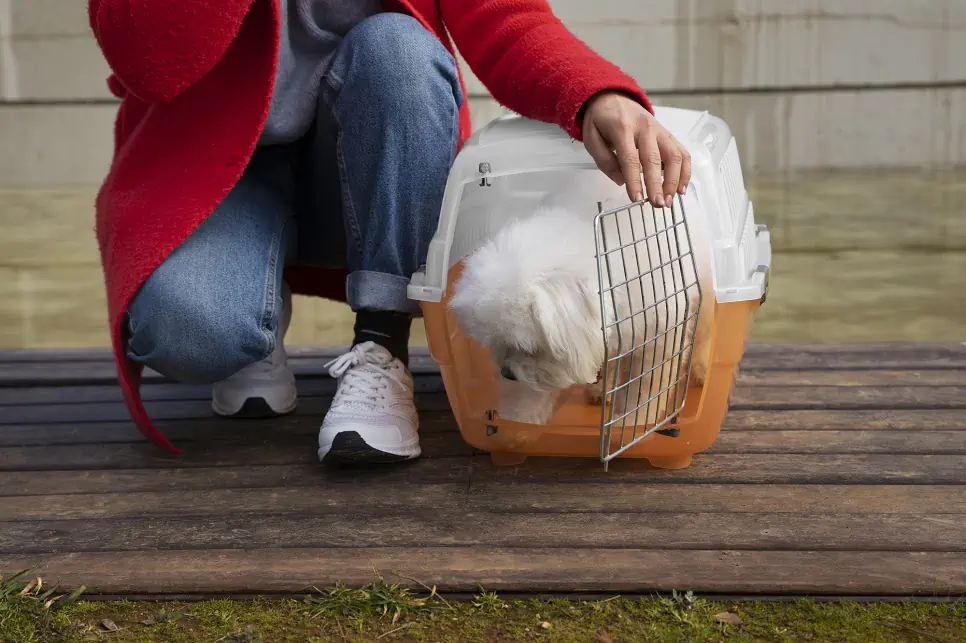 چطور یک توله سگ را داخل قفس تربیت کنیم